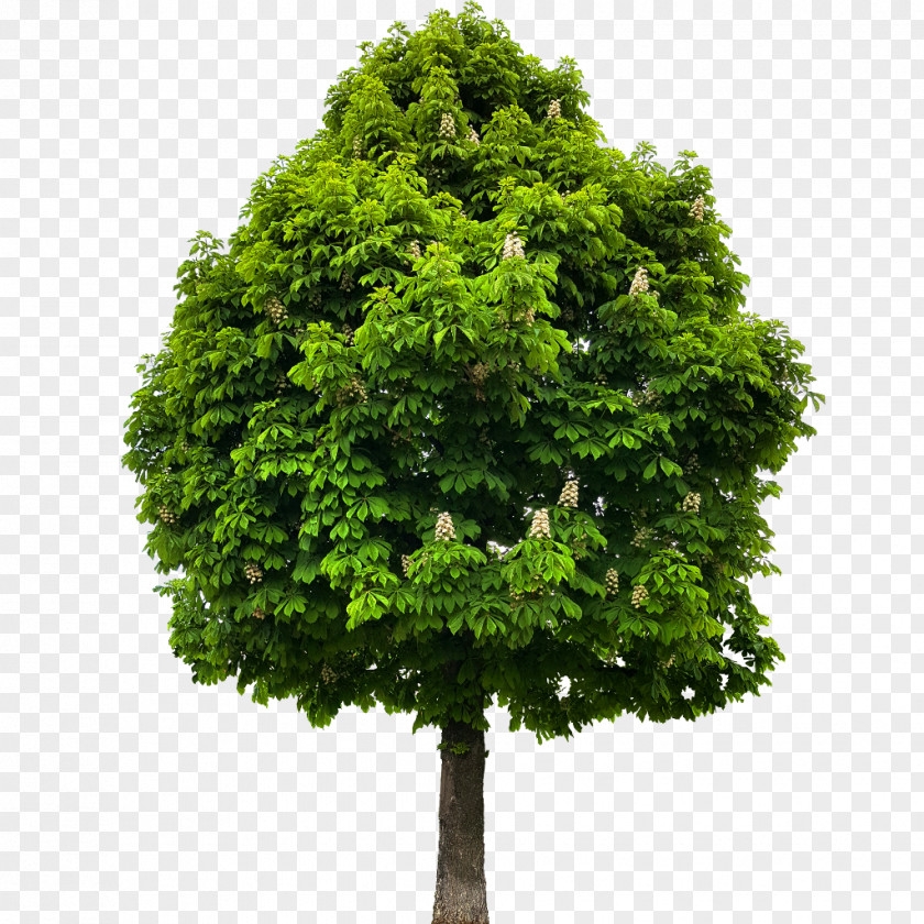 Tree European Horse-chestnut American Chestnut Lindens Plant PNG