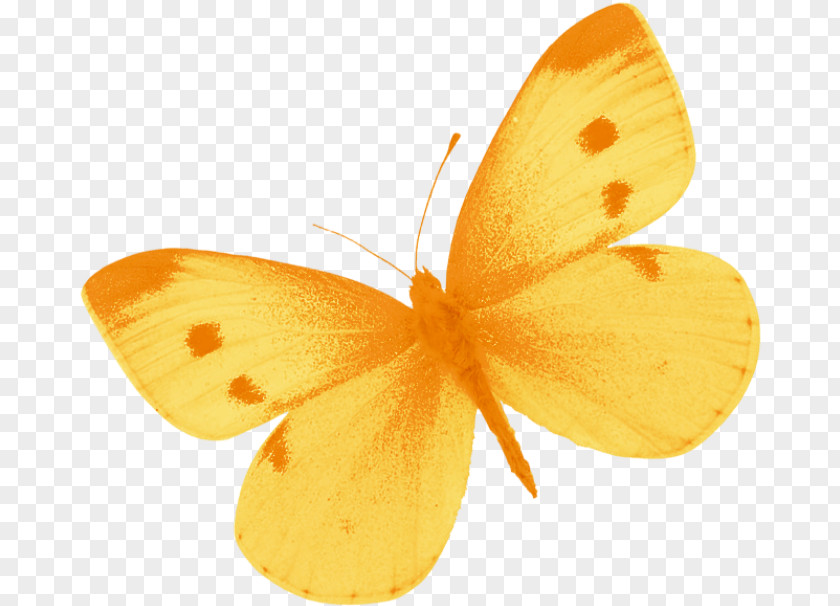 Yellow Butterfly Flying Brush-footed Butterflies Clip Art Pieridae Insect PNG