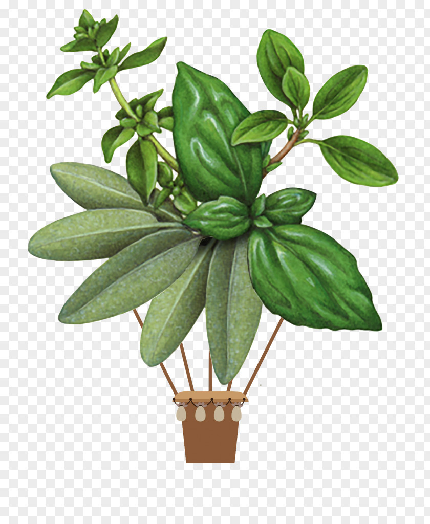 Basil Herb Summer Savory Botanical Illustration Botany PNG