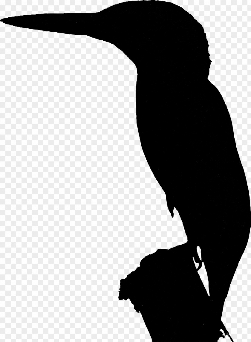 Beak Water Bird Clip Art Silhouette PNG