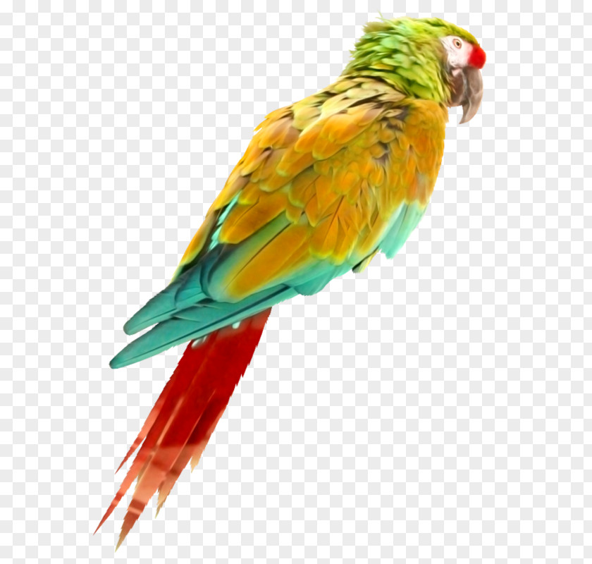 Bird Parrot Oropendola Perroquet PNG