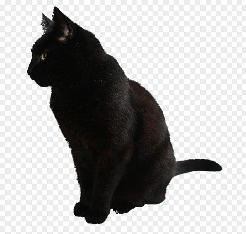 Cat Clip Art PNG