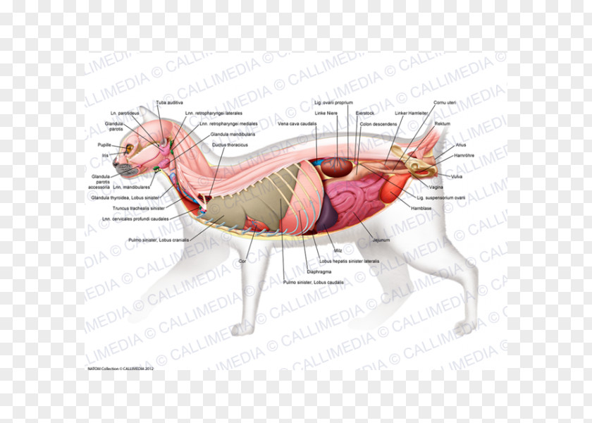 Design Muscle Animal Clip Art PNG