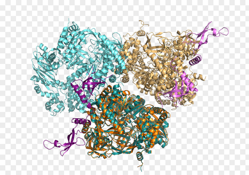 Dimer Bacteriophage Qβ RNA-dependent RNA Polymerase Monomer PNG
