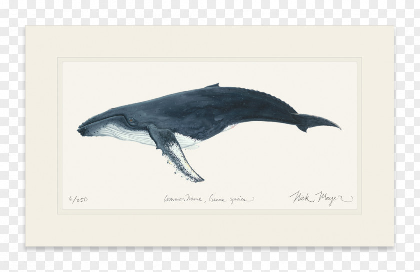 Dolphin Humpback Whale Painting Cetacea Beak PNG