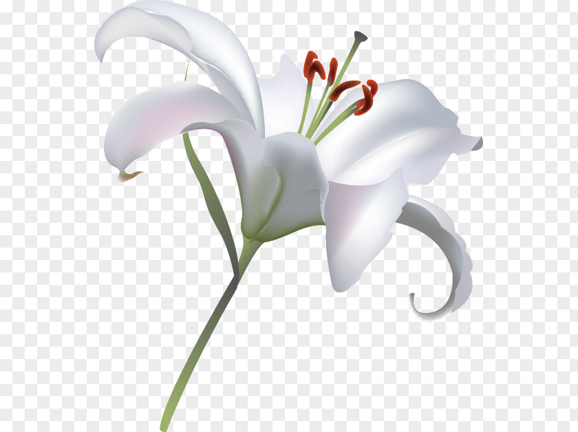 Exquisite Lily Lilium Flower PNG