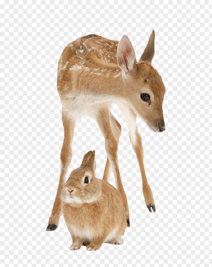 Rabbit And Deer Kitten Portrait Photography PNG