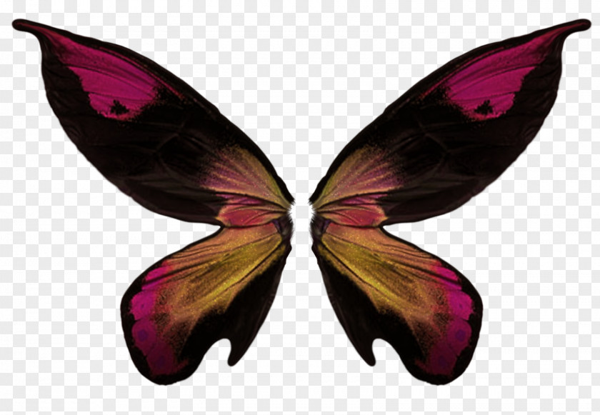 Wings Butterfly Wing Collage PNG