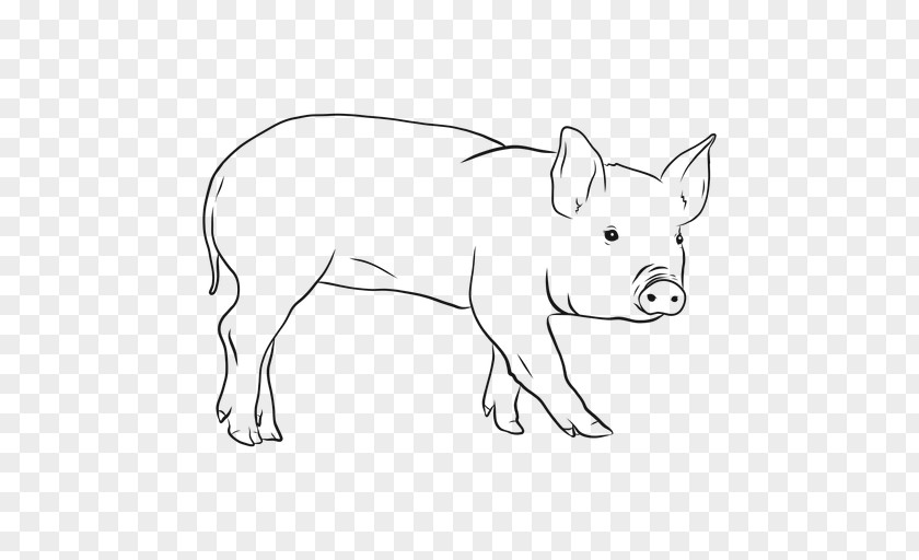 Auricular Transparency And Translucency Domestic Pig Farming Snout Illustration PNG