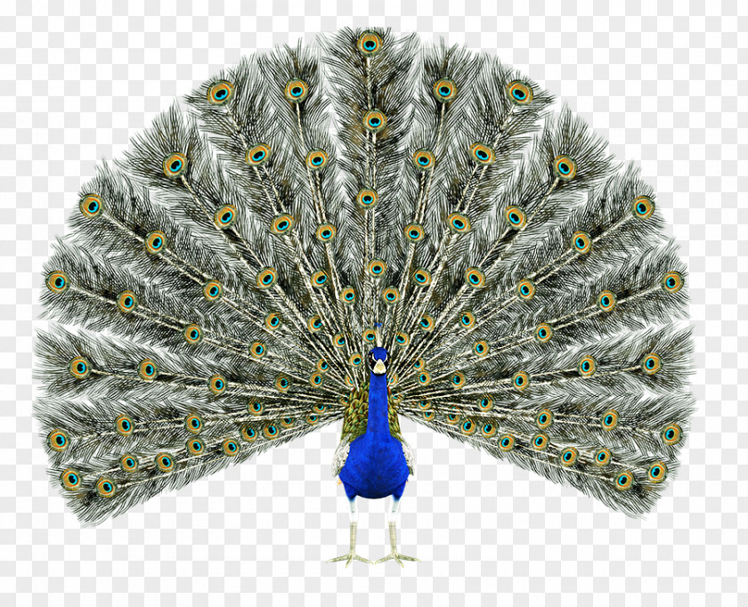 Bird Asiatic Peafowl Pavo Feather Green PNG