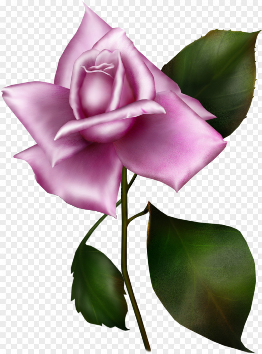 Blue Rose Garden Roses Rosa Gallica Lilac Flower PNG