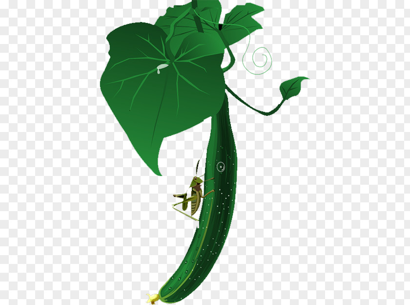 Cucumber Armenian Vegetable PNG