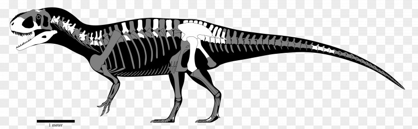 Dinosaur Yangchuanosaurus Sinraptor Mapusaurus Size Giganotosaurus PNG