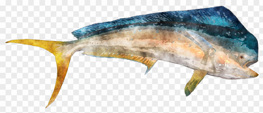 Fish Watercolor Daiwa Saltist Spinning Reel Saltiga Saltwater Sardine Fishing Reels PNG