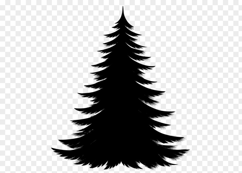 Spruce Pine Christmas Tree Fir PNG