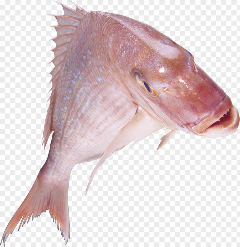 Fish Northern Red Snapper Fishing Sardinella Cod PNG