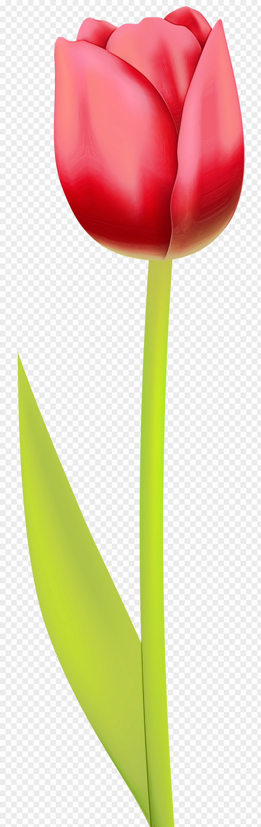 Plant Stem Lily Family Tulip Yellow Flower PNG