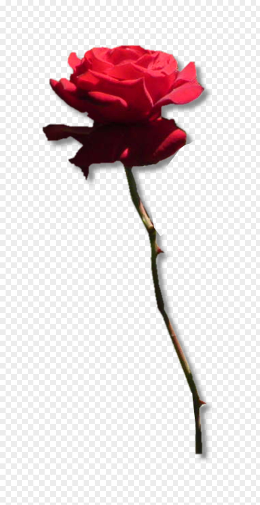 11 Garden Roses Centifolia Flower Symbol Rosa Gallica PNG