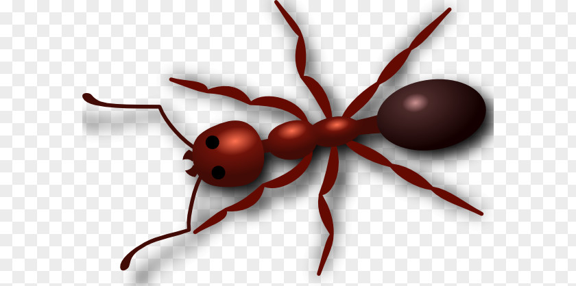 Ant Cliparts Red Imported Fire Clip Art PNG