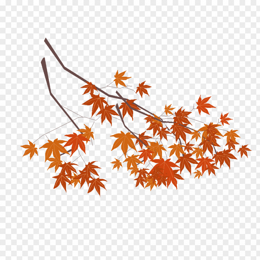 Blant Maple Leaf Drawing History Clip Art PNG