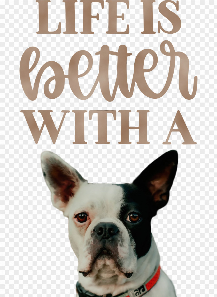 Boston Terrier Terrier Snout Breed Life PNG