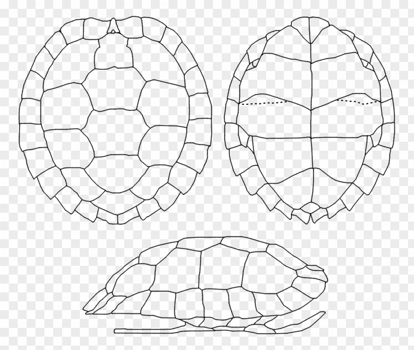 Computer Tortoise Desktop Wallpaper Football Font PNG