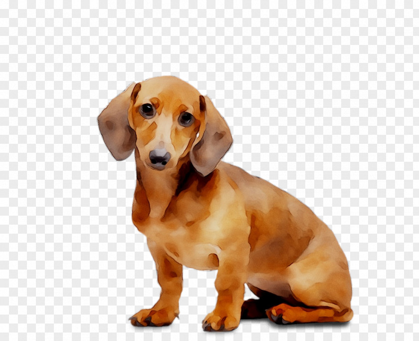 Dachshund Puppy Animed Dog Breed Companion PNG