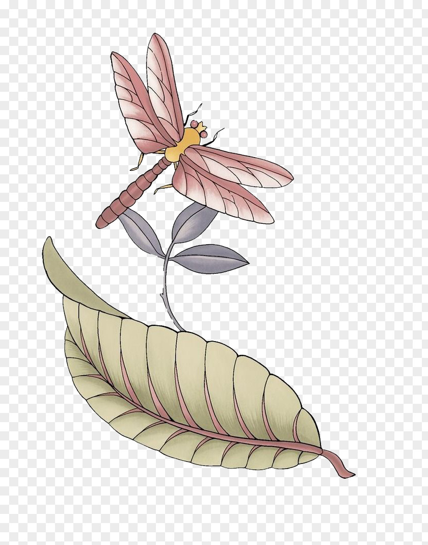 Dragonfly Color Insect Illustration PNG
