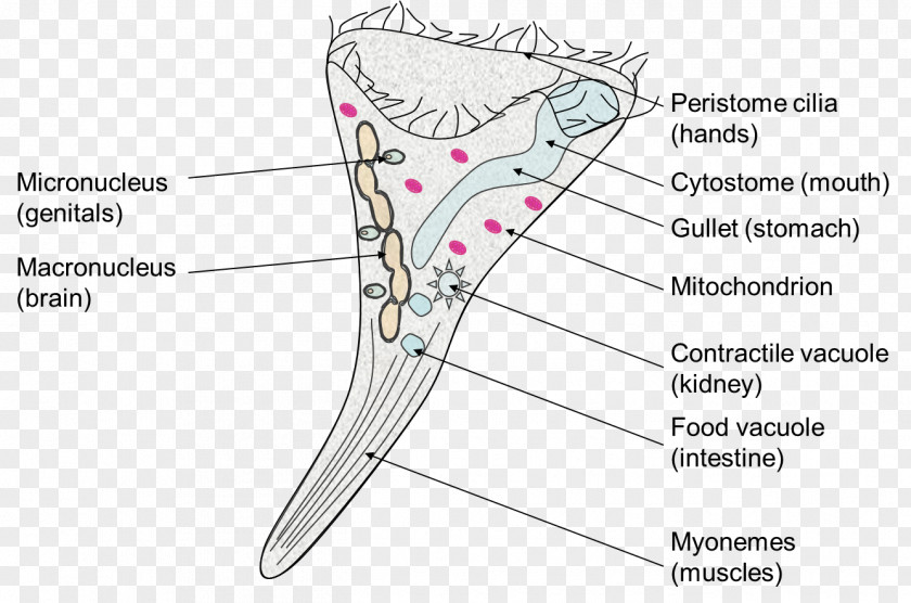 Dugesia Stentor Coeruleus Vorticella Diagram PNG