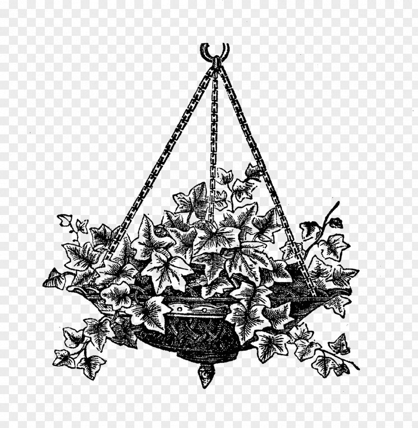 Hanging Flower Black And White Drawing Ivy Clip Art PNG
