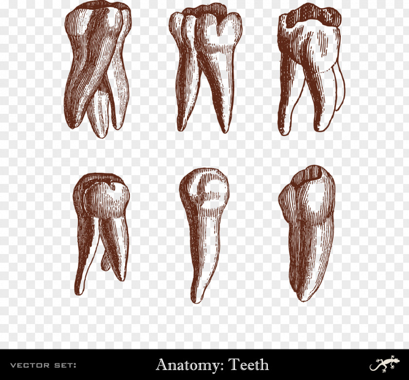 Human Teeth Tooth Dentistry Illustration PNG