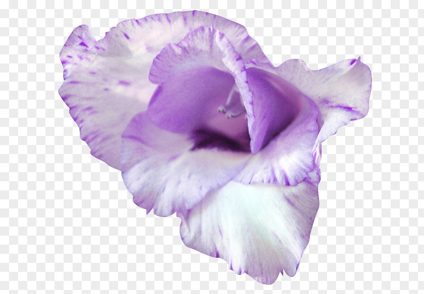 Lilac Purple Flower Petal Gladiolus PNG