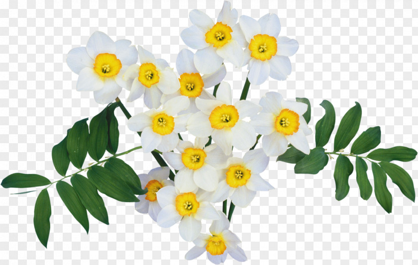 Mimosa Flower Ouvrage PNG