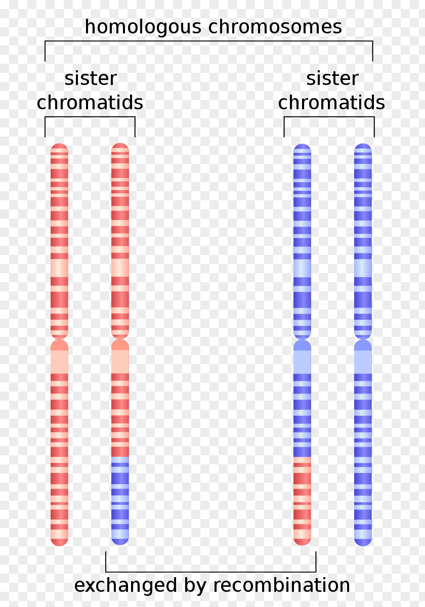 Sister Chromatids Homologous Chromosome Genetic Recombination PNG