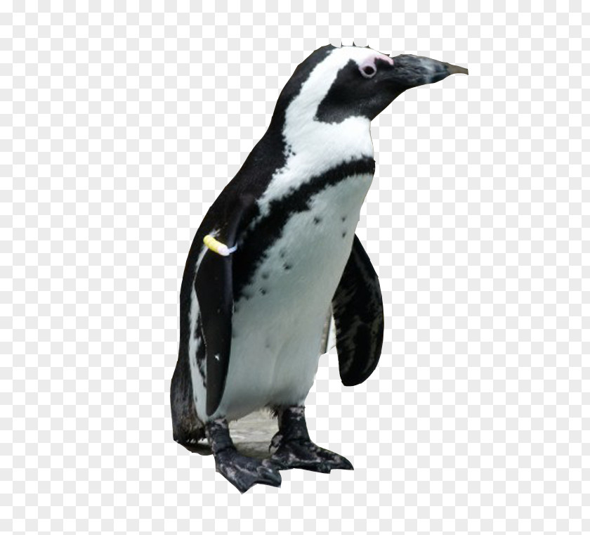 Antarctic Penguins African Penguin Bird Jaguar PNG