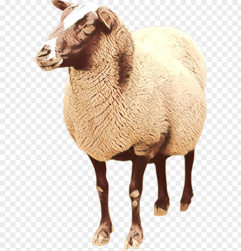 Boer Goat Lincoln Sheep Argali Romney Image PNG