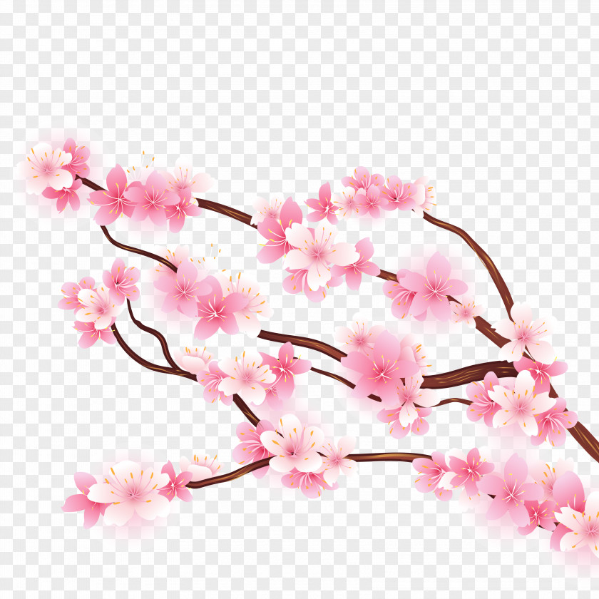 Cherry Blossoms Blossom Branch PNG