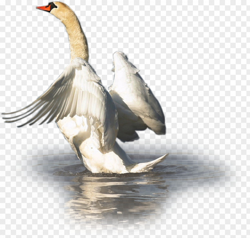 Swan Cygnini Duck Goose Bird Waterfowl PNG