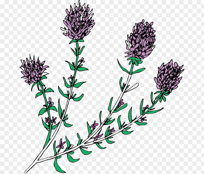 Vector Floral Pattern English Lavender PNG