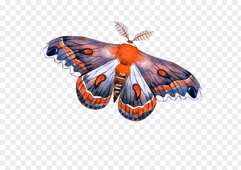 Butterfly Monarch Arrow PNG
