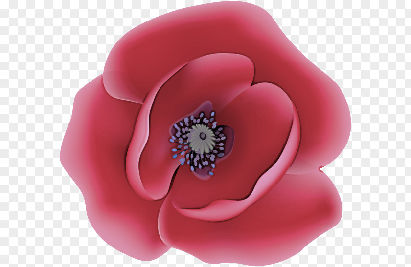 Rose Fashion Accessory PNG
