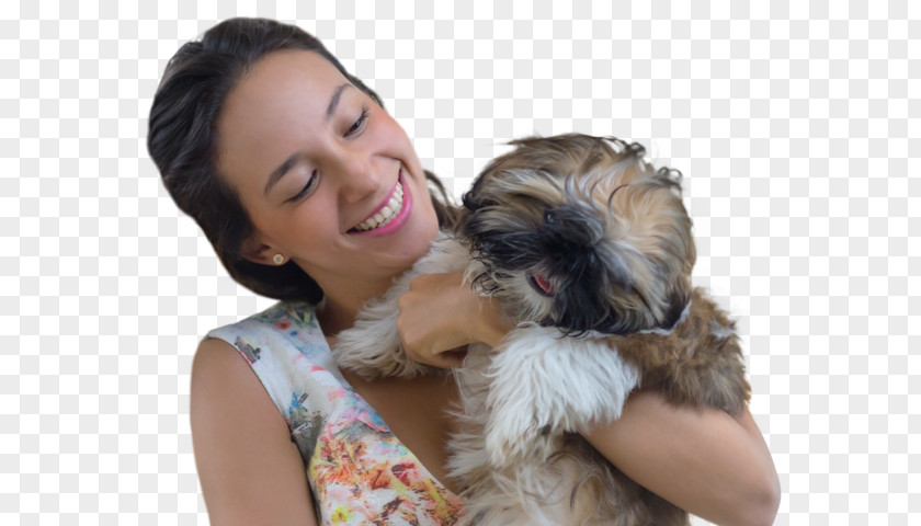 Shih Tzus Schnoodle Tzu Morkie Havanese Dog Puppy PNG