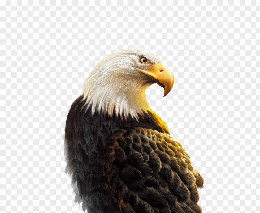 Texture Eagle Android Hawk Computer File PNG