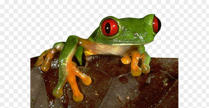 Toxic Frog The Concise Nature Encyclopedia Ischemia PNG