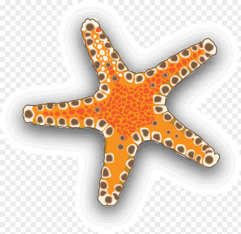 Vector Starfish Seafood Euclidean Download Clip Art PNG