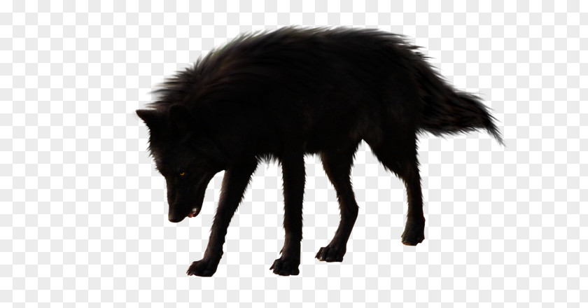 Wolf Gray Black PNG