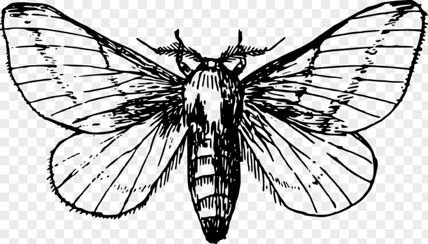 Butterfly Moth Drawing Clip Art PNG