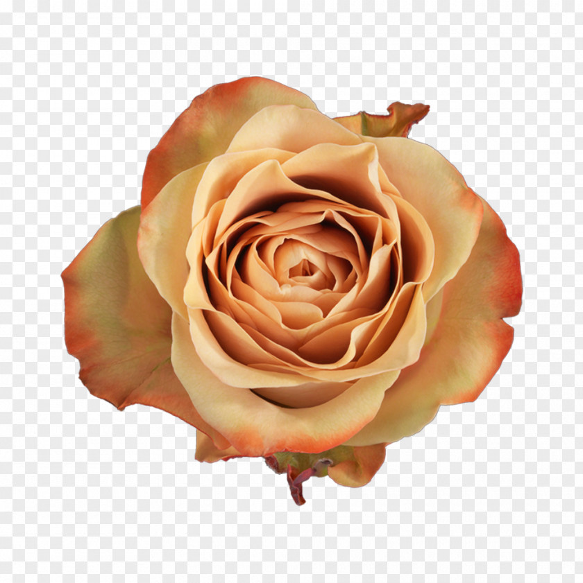 Capuccino Garden Roses Cabbage Rose Floribunda Salvador De Padreiro Cappuccino PNG