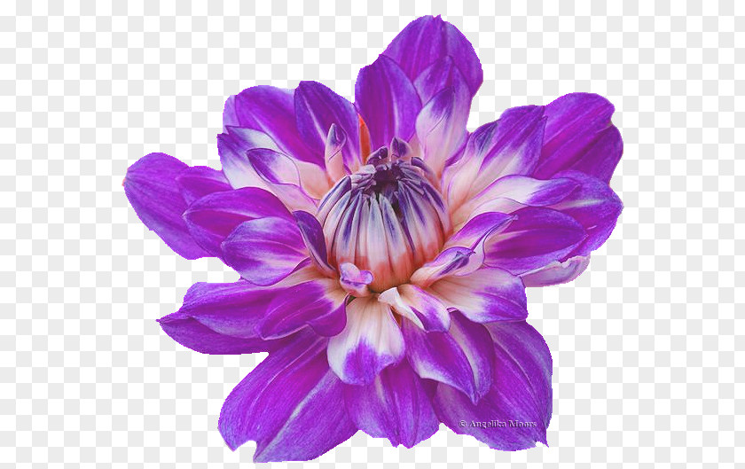 Chrysanthemum Dahlia PaintShop Pro Angelika Film Center Ulead PhotoImpact PlayStation Portable PNG