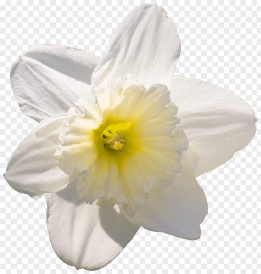 Daffodil Narcissus PNG